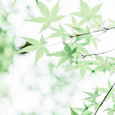 秦岭奇遇手游